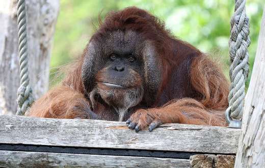 Orangutan monkey animal looking