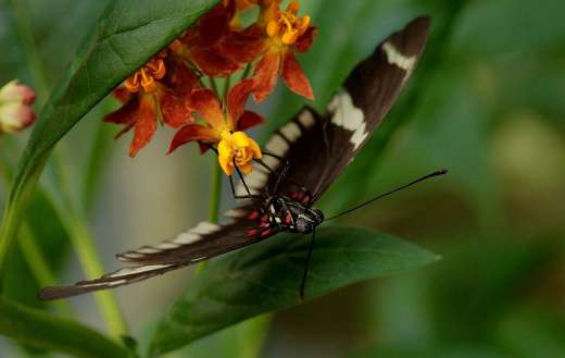 Plant image flower and butterfly