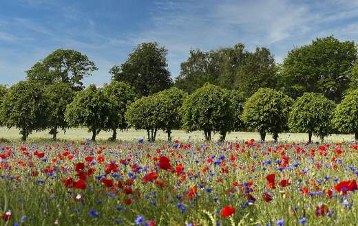 Poppies avenue field