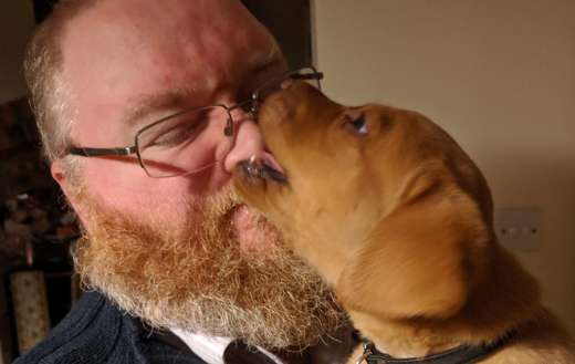Red fox labrador eating dads nose