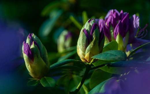Spring rhododendron flower buds