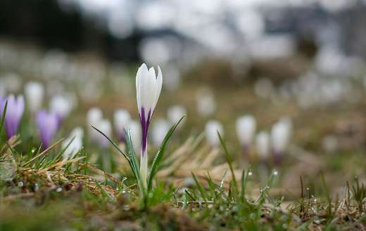 Spring time crocus blooming