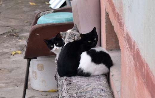 Three kittens online