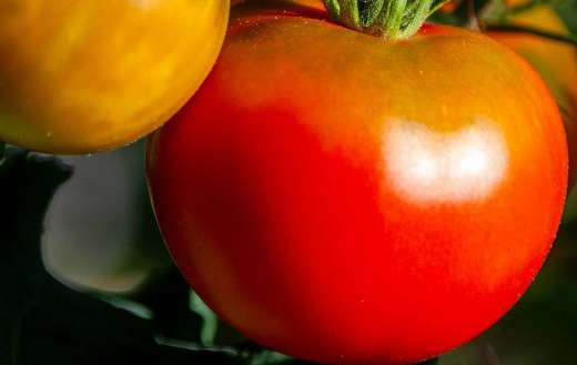 Vegetables big fresh tomatoes