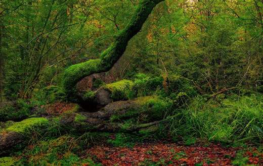 Woodland moss forest