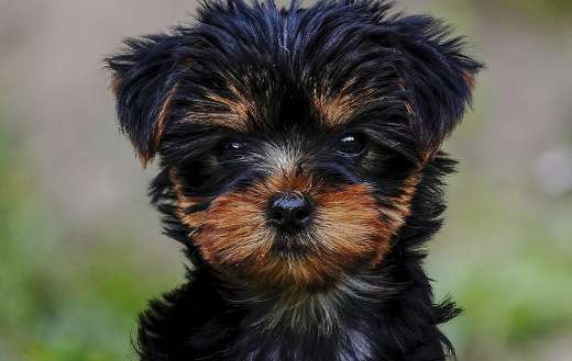 Yorkshire puppy online