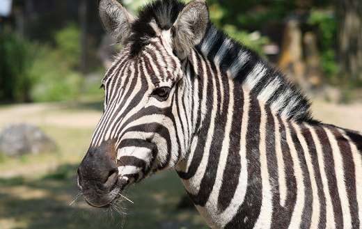 Zebra near picture