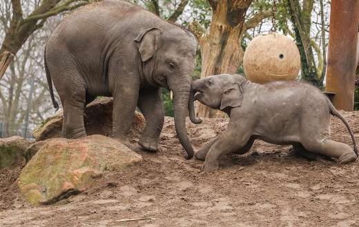 Zoo elephant playing