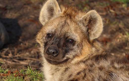 Alone hyena laying