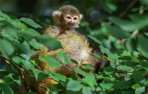 Baby bolivian squirrel monkey