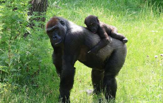 Baby gorilla on mamas back