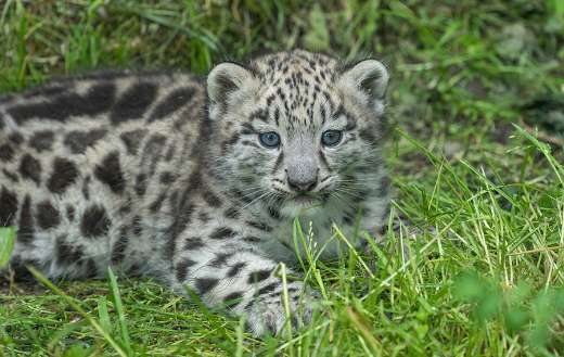 Baby snow leopard