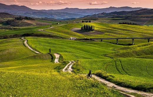 Barley field trail landscape