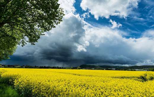 Beautiful field of rapeseeds oilseed agriculture