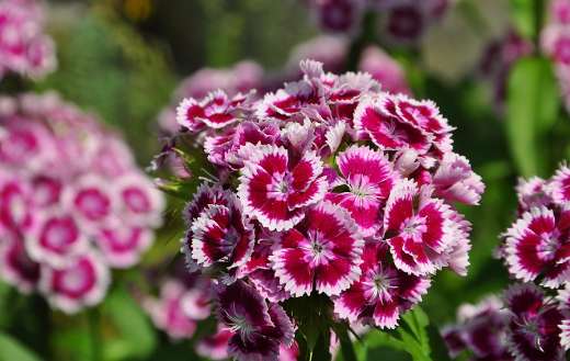 Beautiful flower in nature