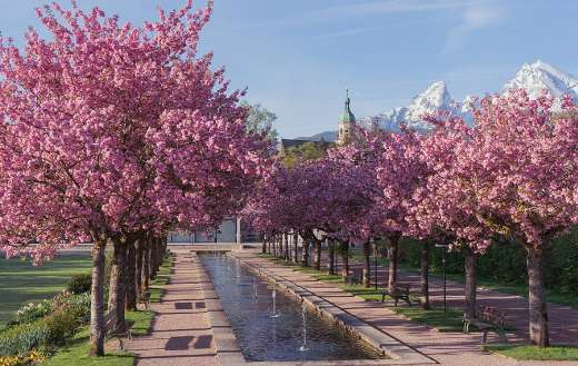Berchtesgaden spa park cherry blossom season
