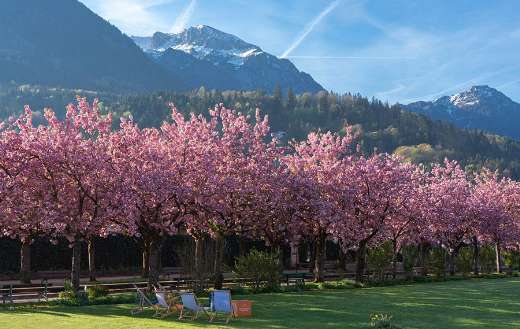 Blooming cherry tress