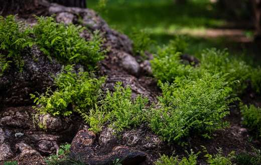 Bushes shoots plants