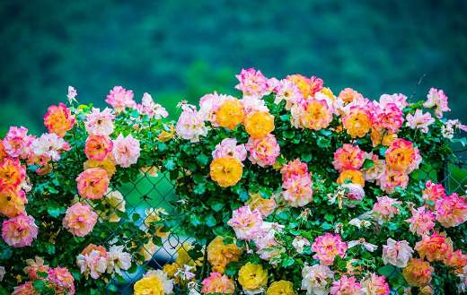 Colorful roses on fence