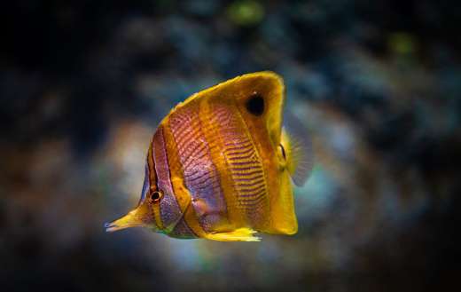 Colorful sixspine butterfly fish