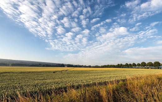 Corn green field farm