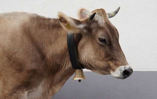 Cowbell cow animal