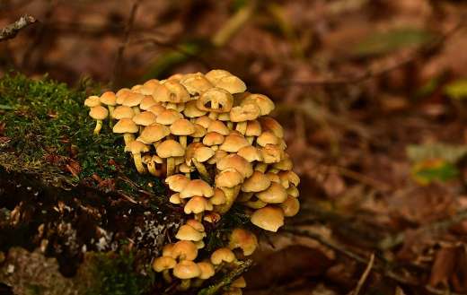 Forest nature grows fungi mushrooms