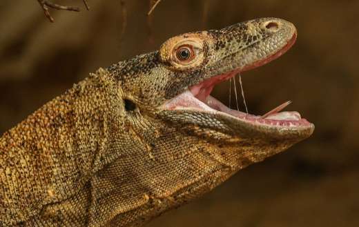 Gold monitor lizard