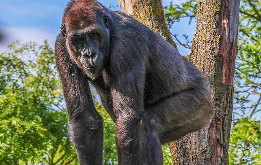 Gorilla top of trunk