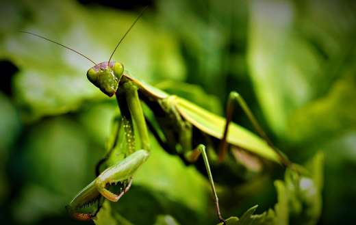 Green insect mantis
