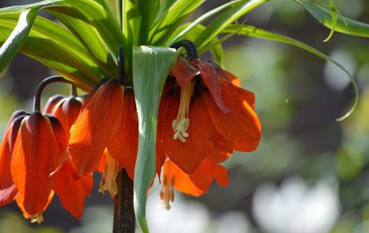 Imperial crown emperor fritillaria
