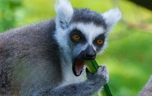 Lemur cucumber eating