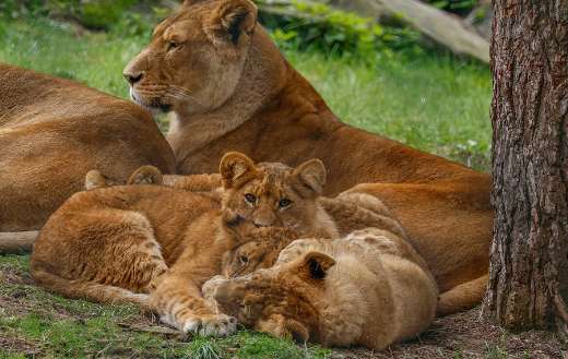 Lioness family and cubs