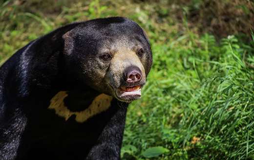 Malayan sun bear