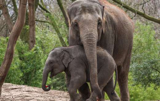 Mama elephant and baby elephant bond