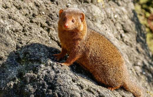 Mongoose animal mammal