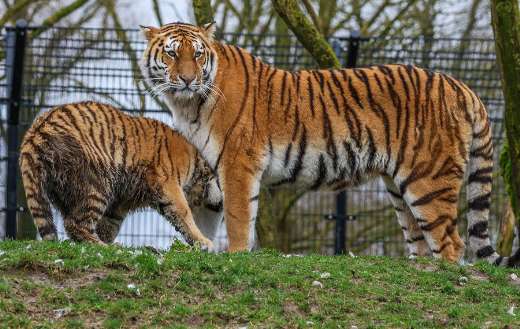 Mother and baby tiger