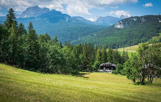 Pine forest landscape