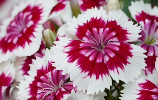 Pink red and white flower color combination