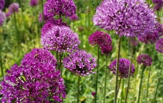 Purple persian onion flowers
