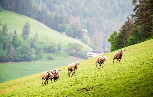 Sheeps walking side of the mountain