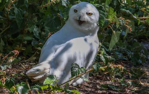 Snowy owl bird puzzle