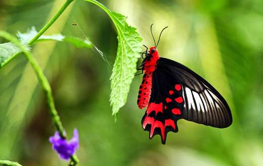 Super red and black butterfly color