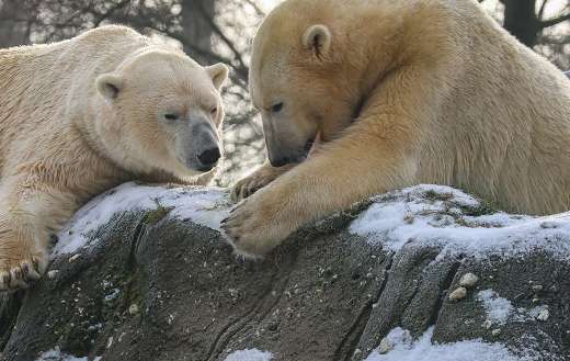 Two white polar bears relaxing