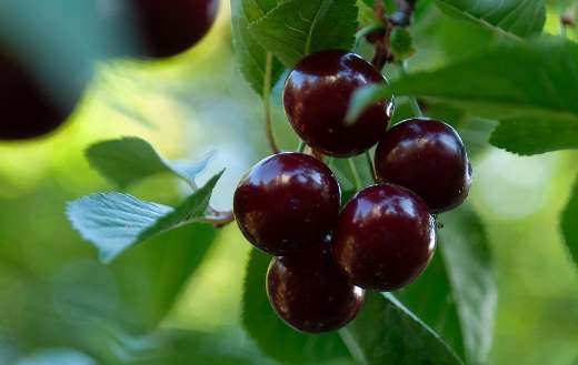 Vitamins cherries fruit