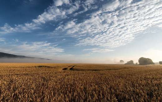 Wheat fields farm harvesting time