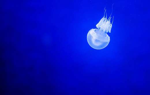 White jelly fish online