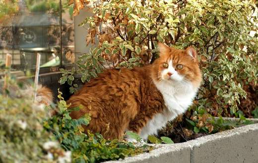 White orange cat color garden