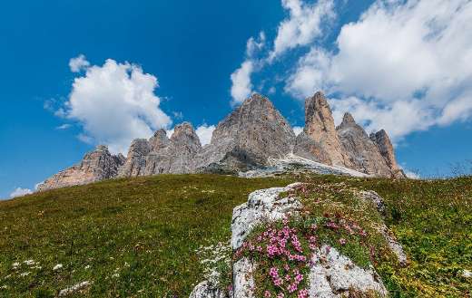 Wild flowers rocky mountain