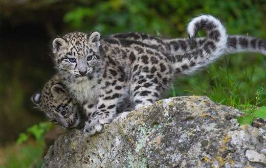 Baby snow leopards cubs